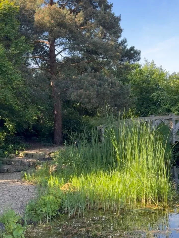 What&rsquo;s the best possible conclusion to a heatwave morning run? This&hellip;.! I drop my towel off at the pond as I head out so there&rsquo;s absolutely no delay when I arrive back in the garden 🏊🏻&zwj;♀️ 

Absolute bliss, immersed in the ecos