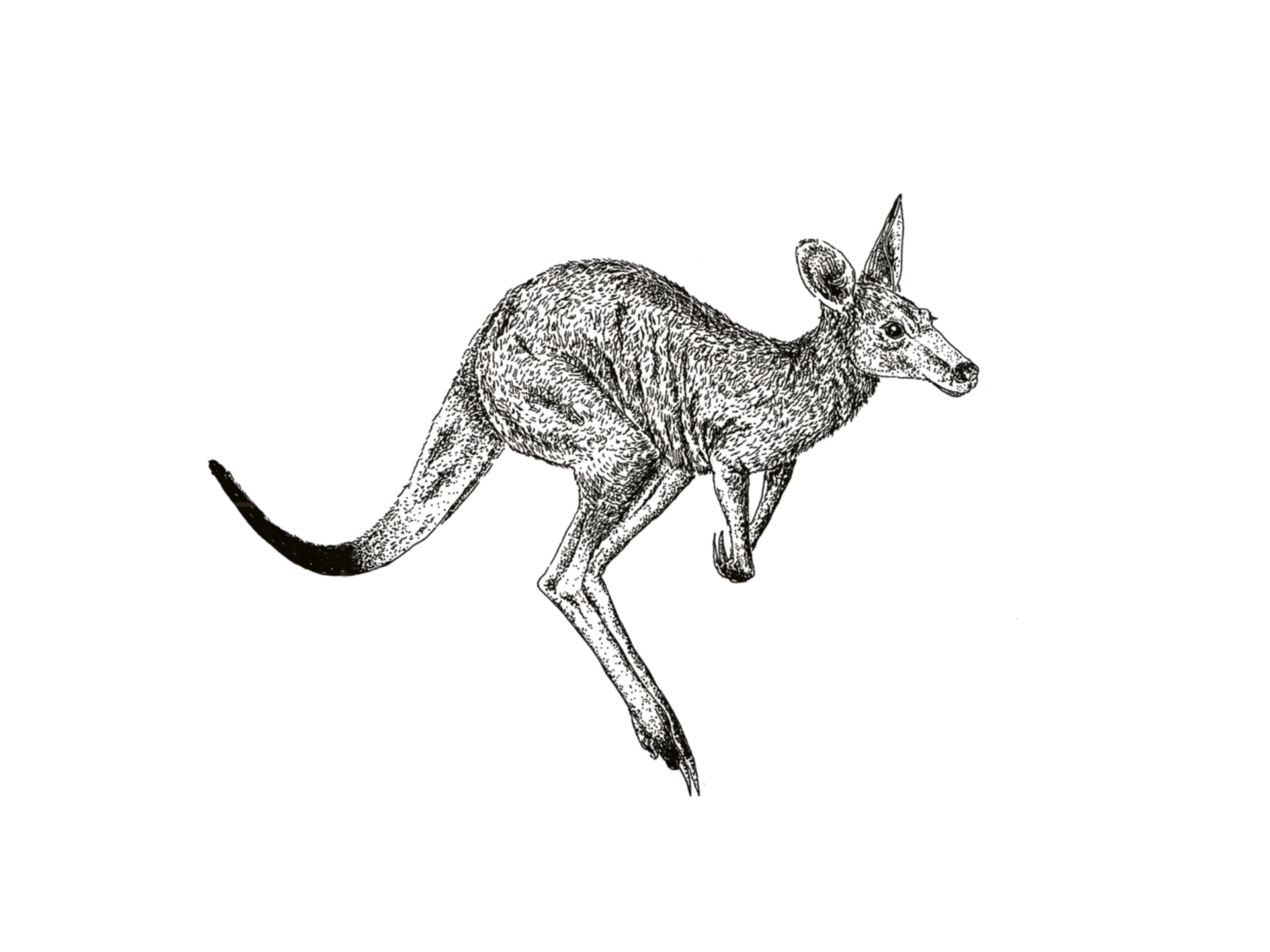 magazine-template-lying-on-a-transparent-surface-a15064 (1) copie.png