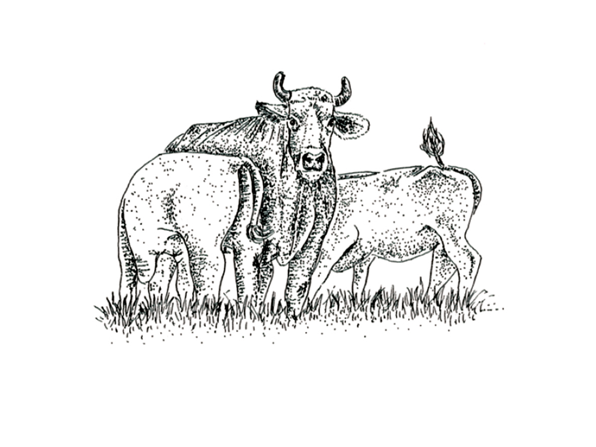 magazine-template-lying-on-a-transparent-surface-a15064 (4) copie.png