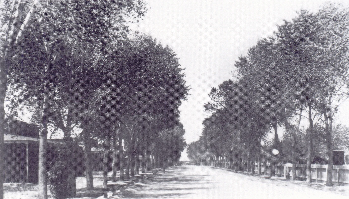 cottonwood2.jpg