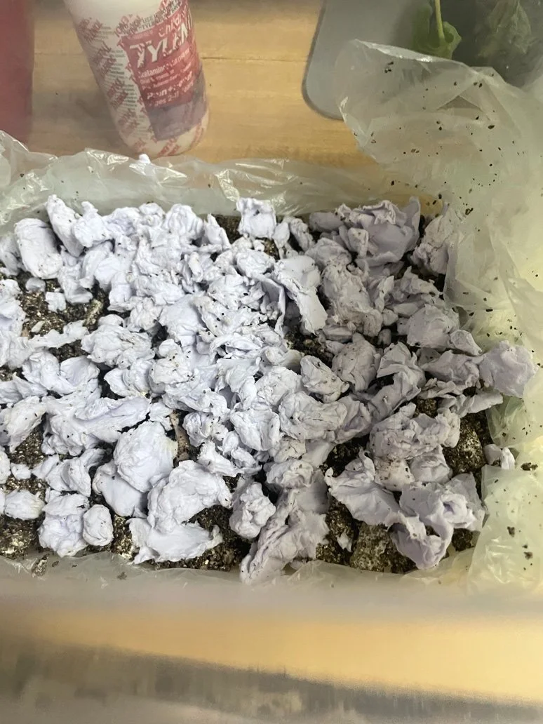 Casing layer of damp paper