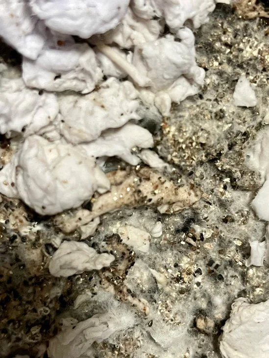 hmmm....getting some fuzz growing...