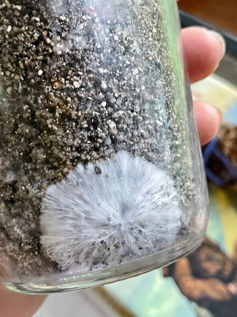 14/11/22 Little starburst Golden Teacher mycelium pattern forming