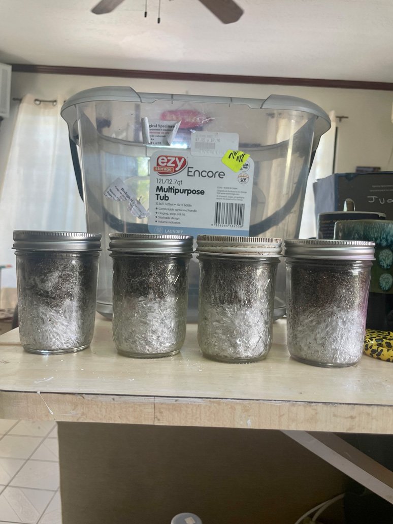 03/12/22 This is what I meant by shortie cakes. 