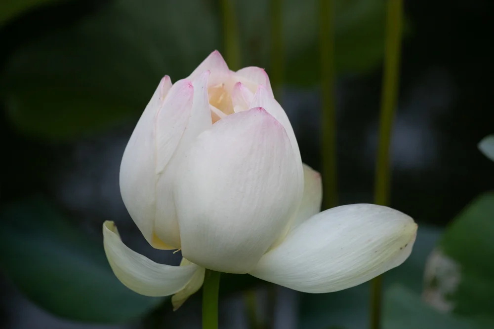 White Lotus II