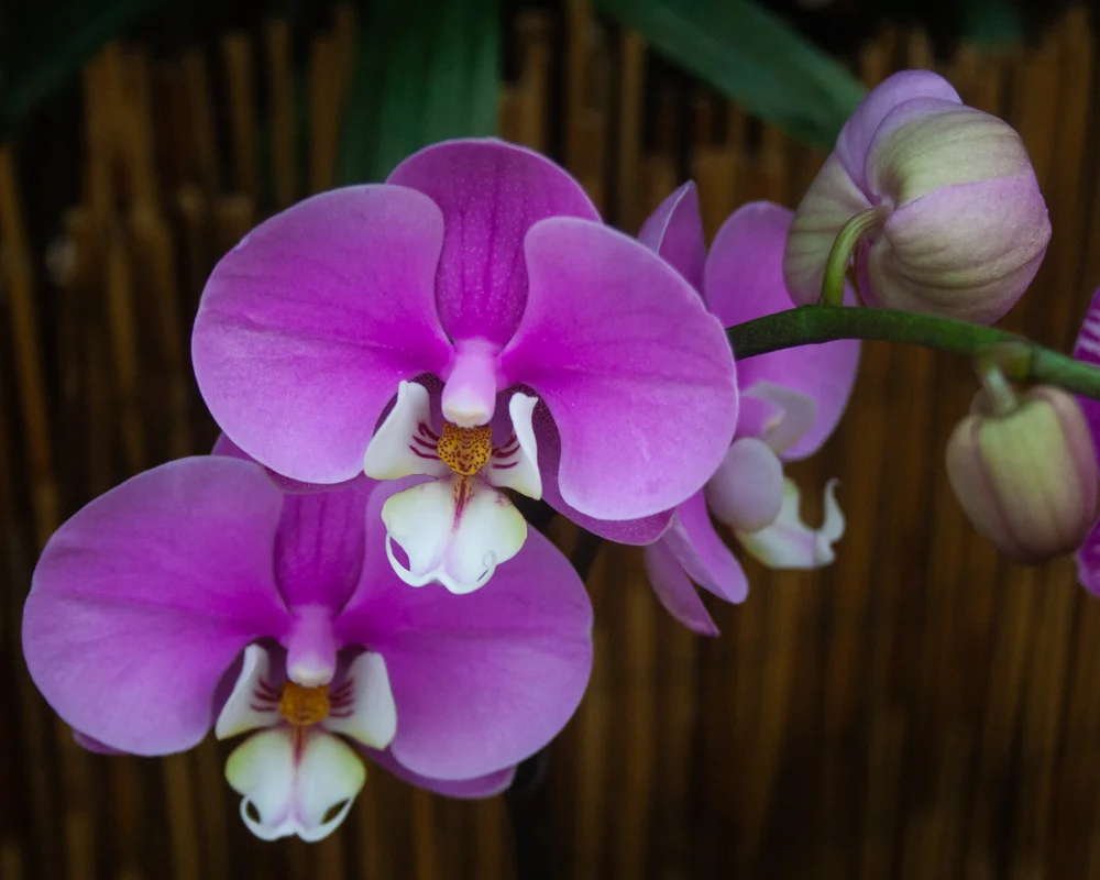 Phalaenopsis Fuchsia   (Size: 8x10")