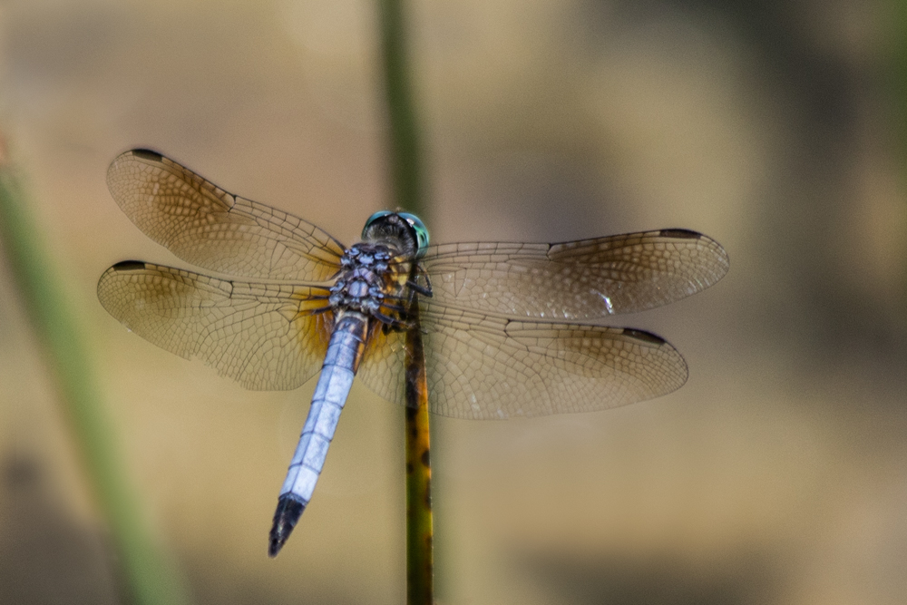 Odonata Central