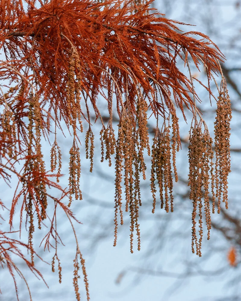 _MG_2375.jpg