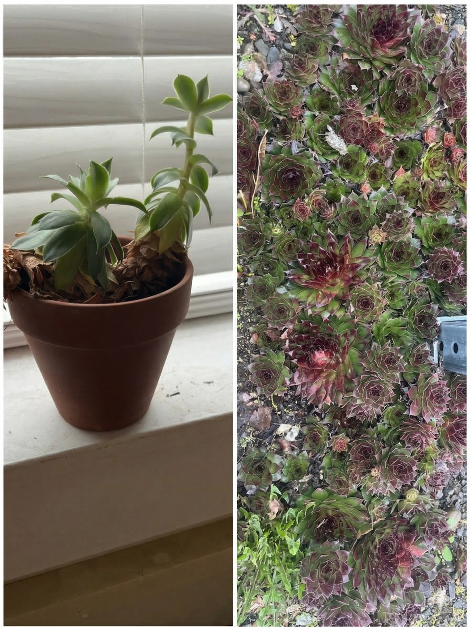 Surviving vs Stretching: The Spiritual Cost of Staying Put 