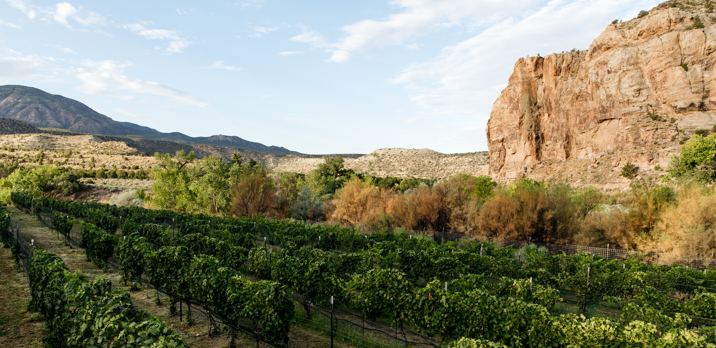 gylfphephoto_sutcliffe_vineyards_02-2.jpg