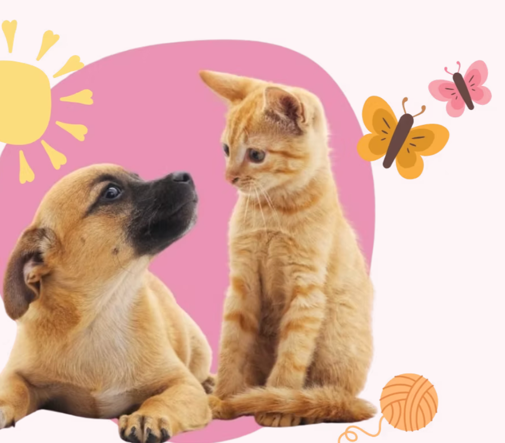 Stop by for Treats, Toys &amp; More at IB Pet Food &amp; Supply