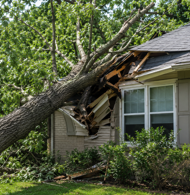What Happens If a Tree Falls on Your Neighbor’s House?