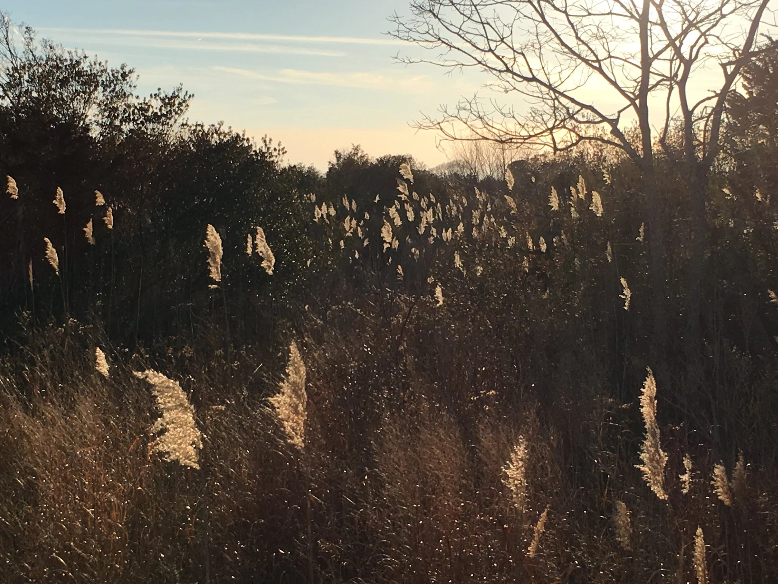 Bird Sanctuary, Cape May.jpg