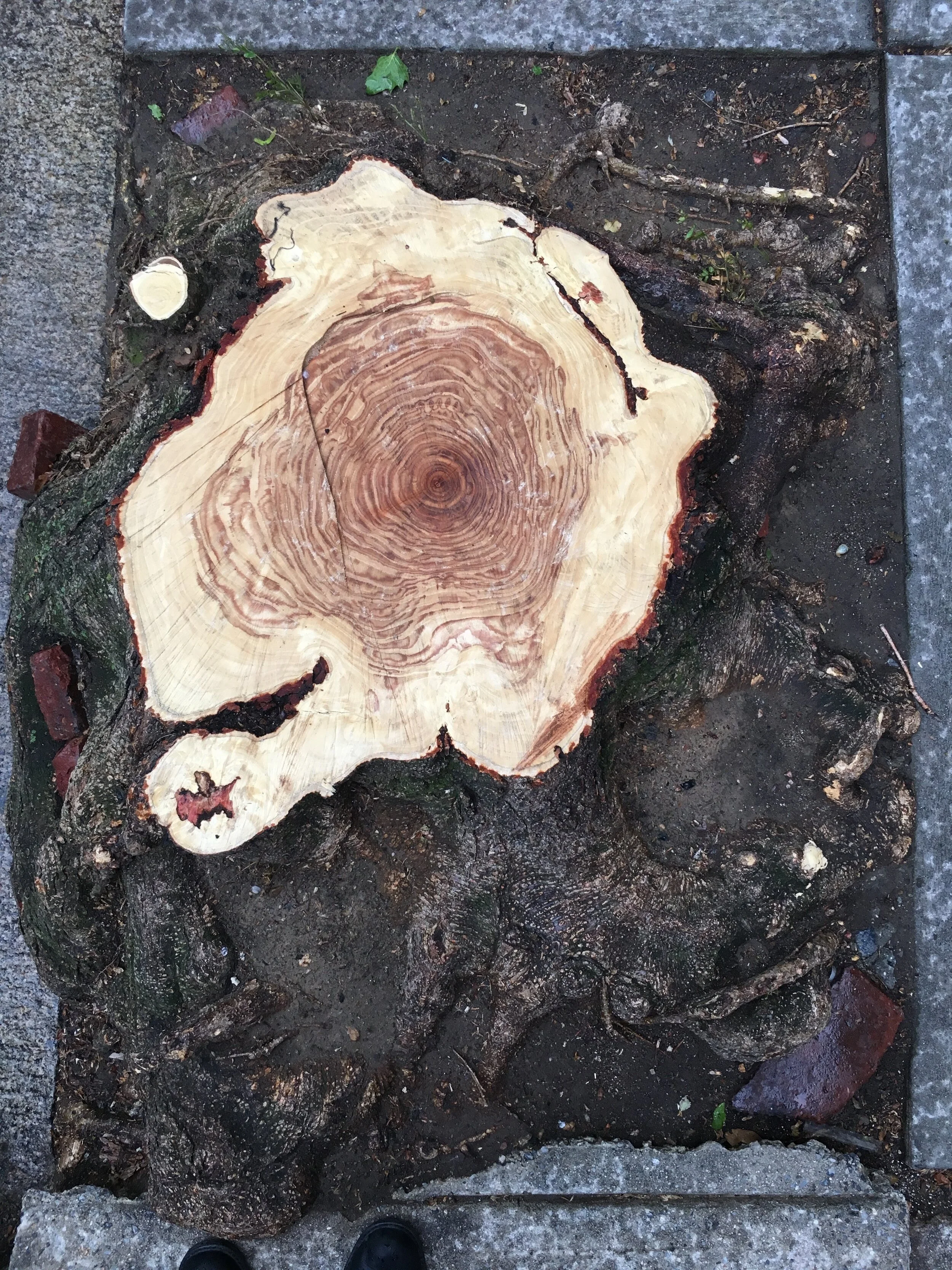 p1 Tree Stump.jpg