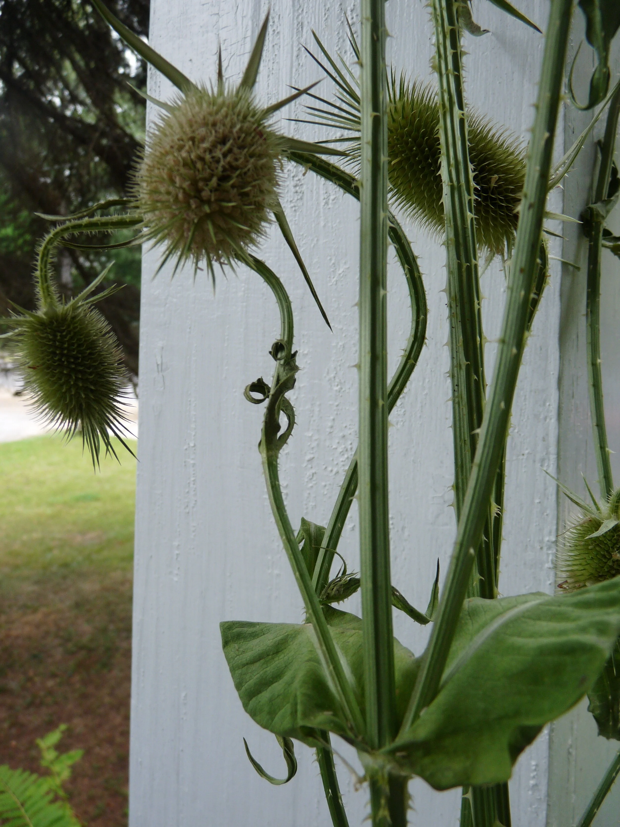 p20 Thistles .JPG
