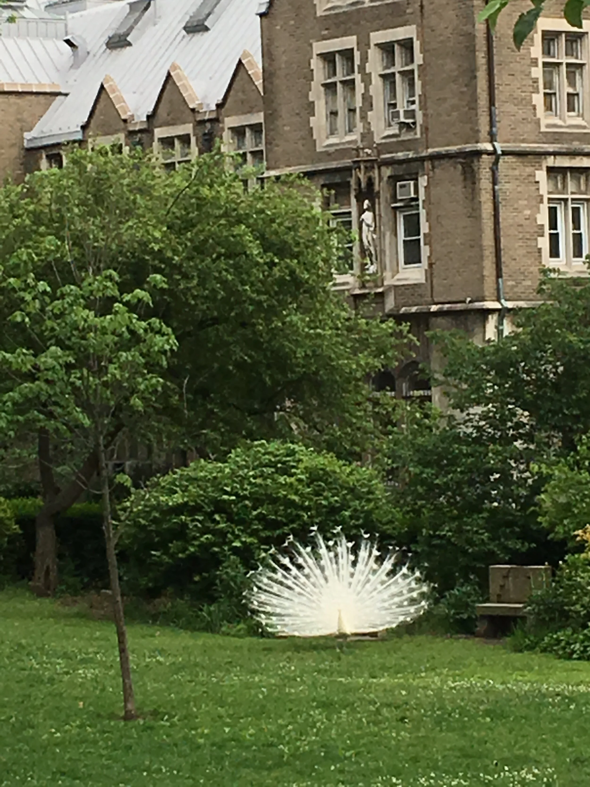 Peacock at Cathedral of St. John the Divine.jpg