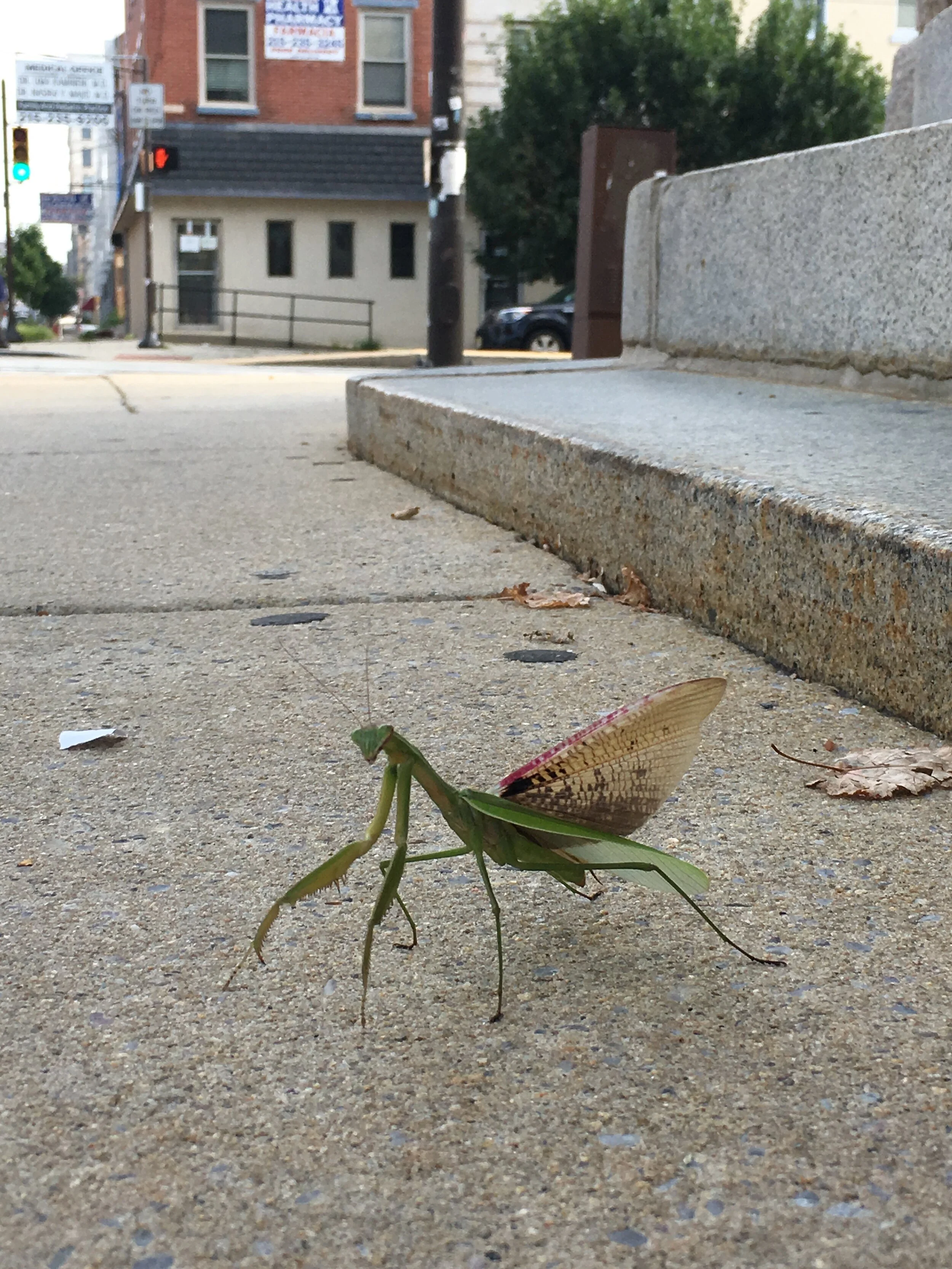 Praying mantis.jpg