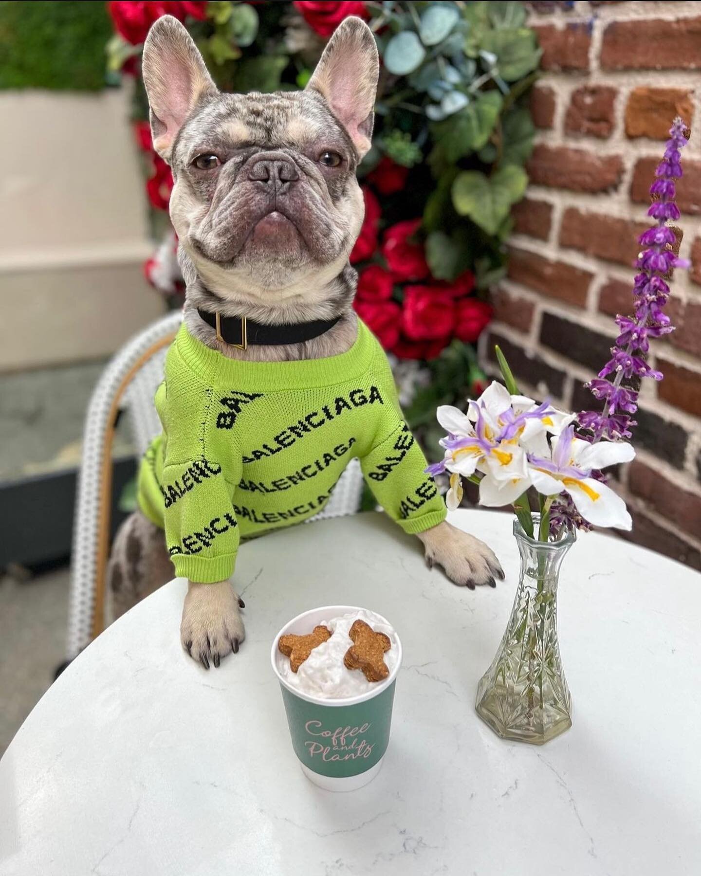 Here&rsquo;s @louie_theegreat to remind you that it&rsquo;s National Dog Day and that all Doggies get FREE Puppuccinos ALL DAY today!!! 🐶🤎☕️