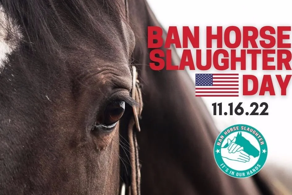 Equine Welfare Advocates and Celebrities Call for Congressional Action on National Ban Horse Slaughter Day