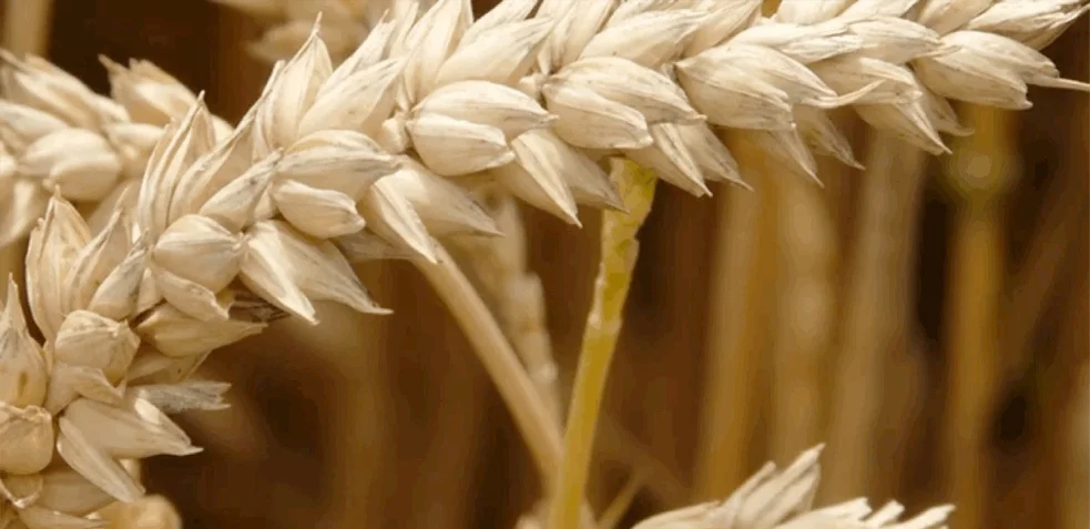 Gluten and wheat in your diet.jpg