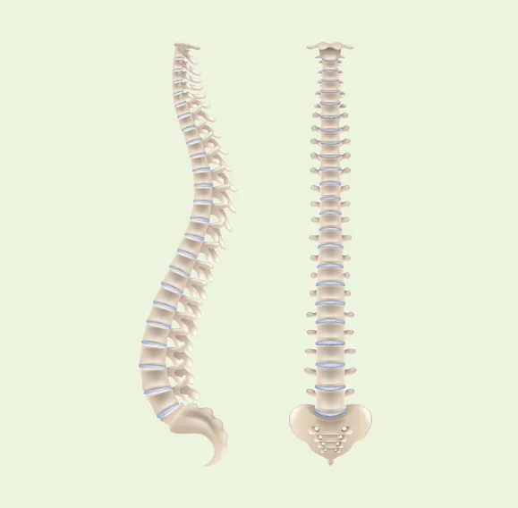 Chirpractic Biophysics Technique Chiropractic Bundaberg.jpg
