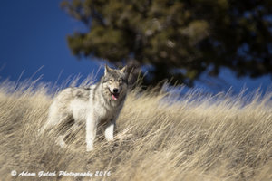 wolf- 3-2-16-1.JPG