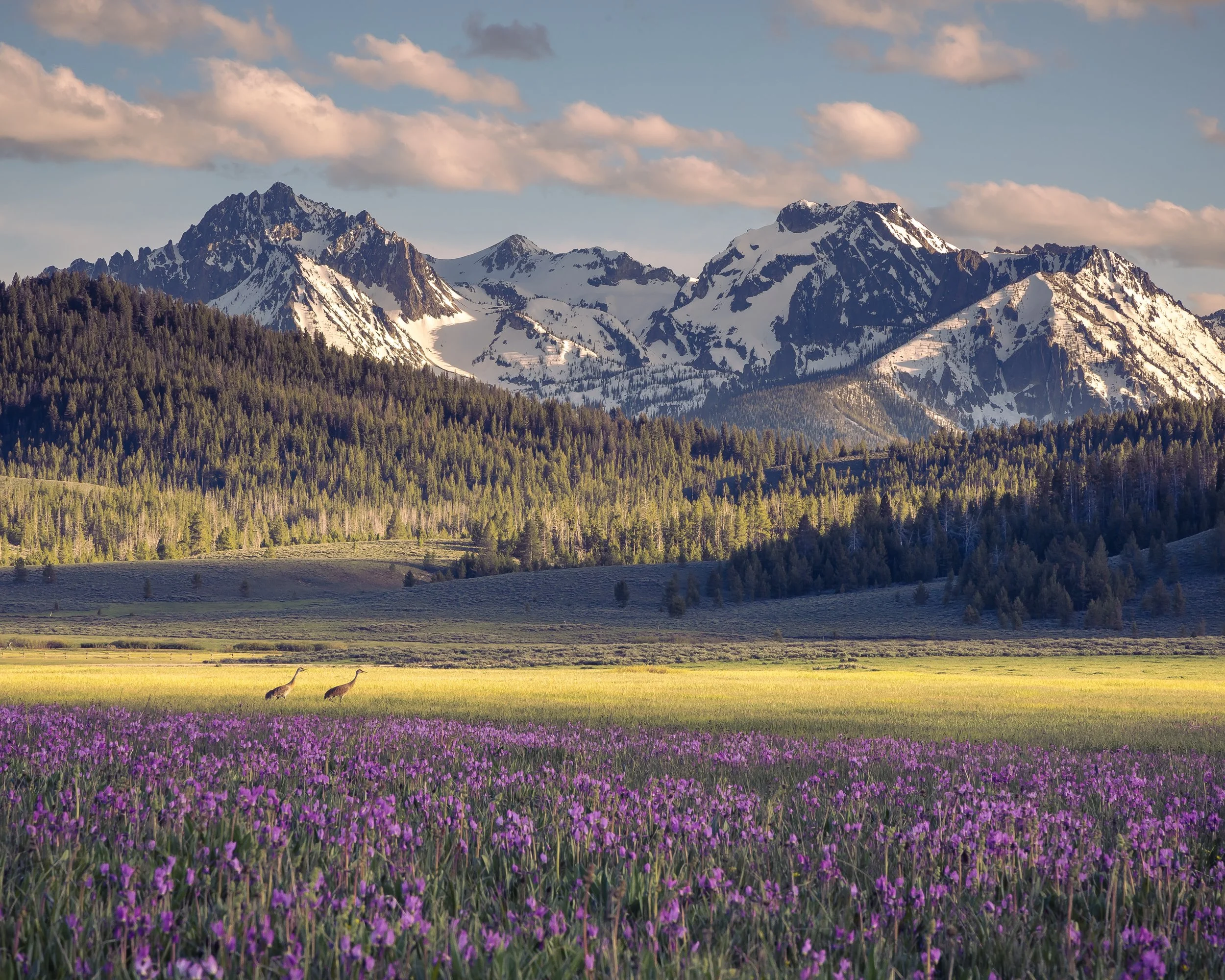 AGulick_Stanley Basin_Sandhill Cranes and Shooting Star.JPG