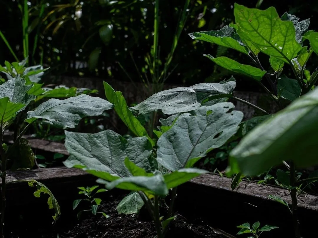 fresh vegetables grown at embers in ubud
