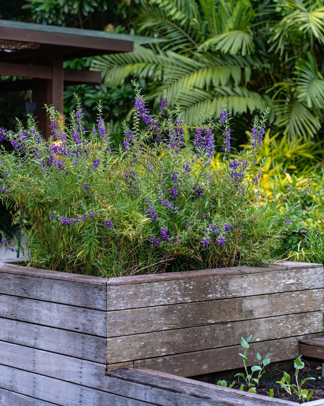 More growing at Embers than just ingredients 🌾 Fresh lavender blooms add color, aroma, and a little calm to our organic farm.

Book A Table
Call +623619088888
WA +6281239736247
www.embersubud.com

#embersubud #ubudrestaurant #ubud #bali #mediterrane