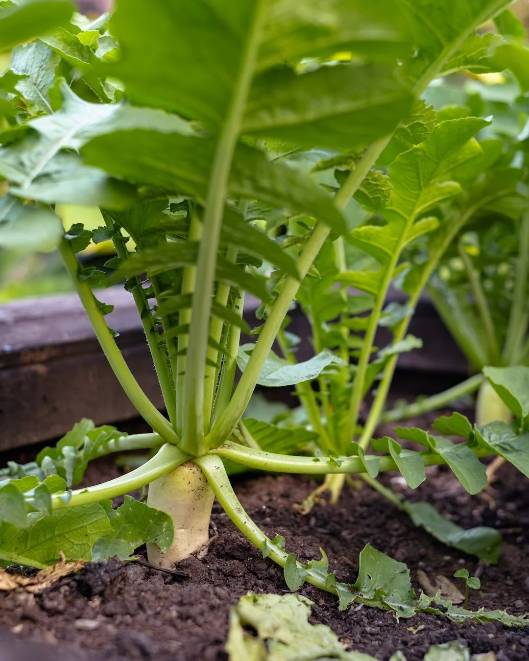 From root to flower, every stage tells a story. Turnip blossoms are having their moment at Embers&rsquo; farm 🌿

Book A Table
Call +623619088888
WA +6281239736247
www.embersubud.com

#embersubud #ubudrestaurant #ubud #bali #mediterraneanrestaurant