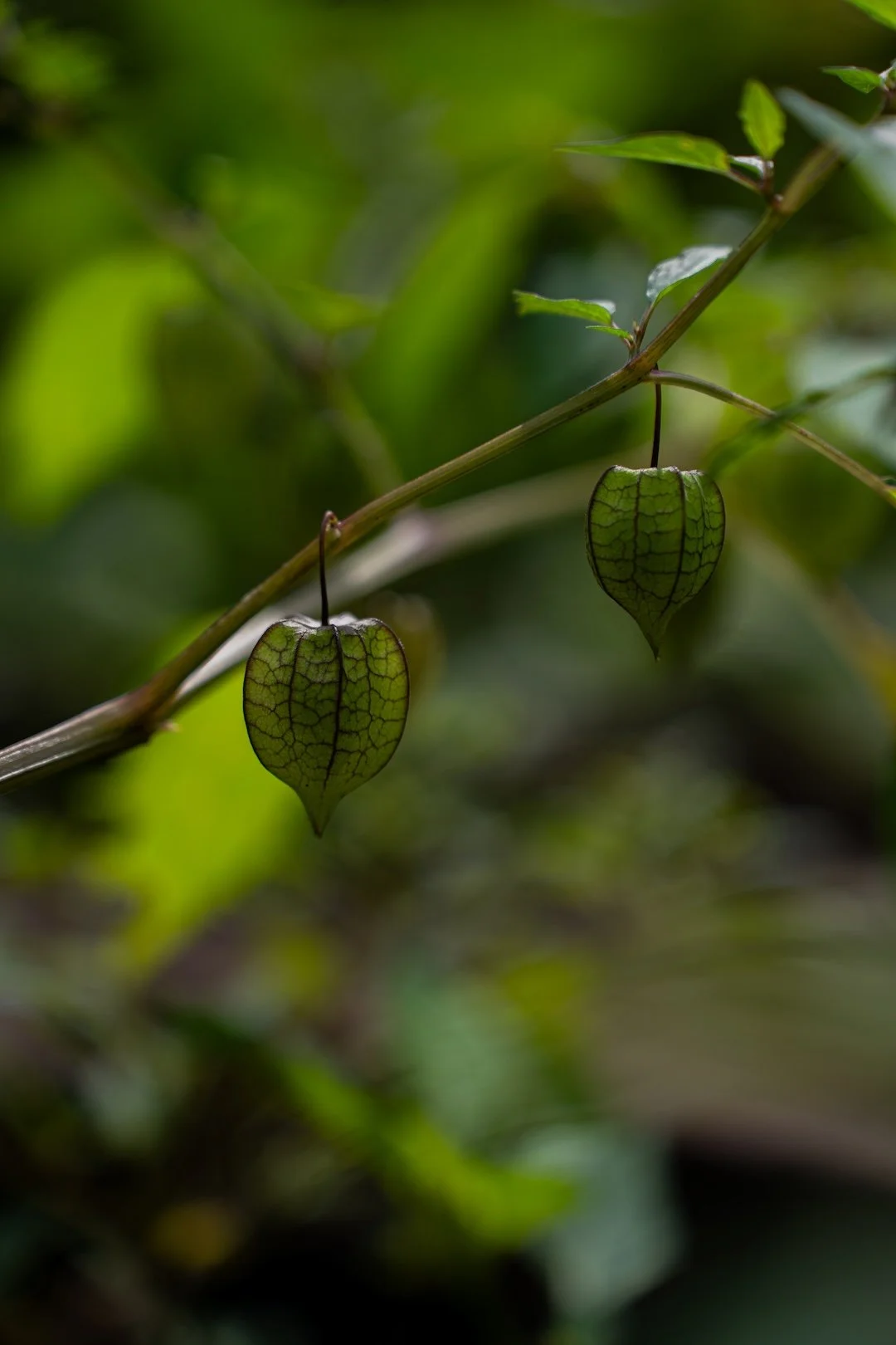 Two Chinese lantern plants hanging from a branch, surrounded by green foliage.