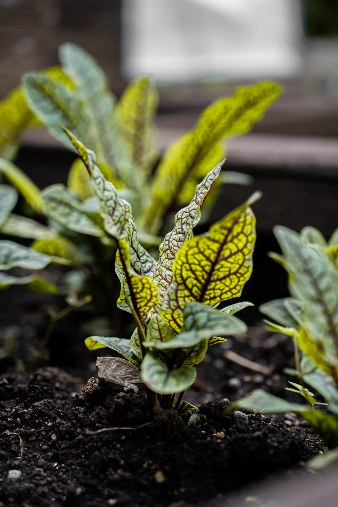 Close-up of a leafy plant with green and yellow variegated leaves growing in dark soil.