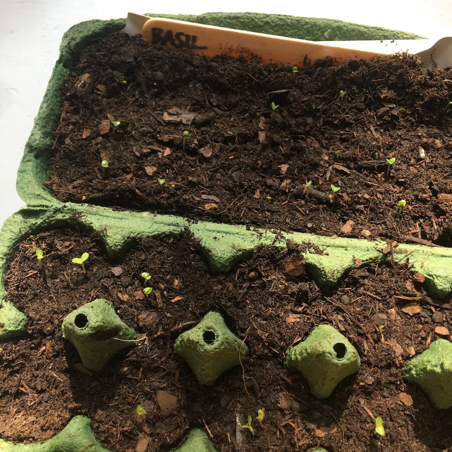  Seeding basil indoors 