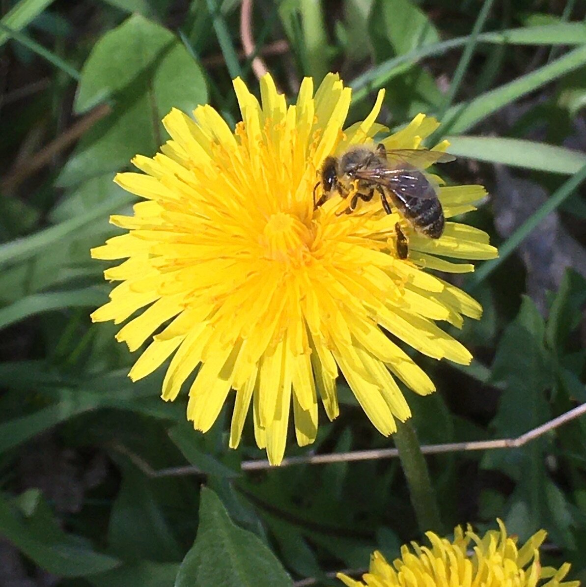  Honey bee visiting a dandelion 