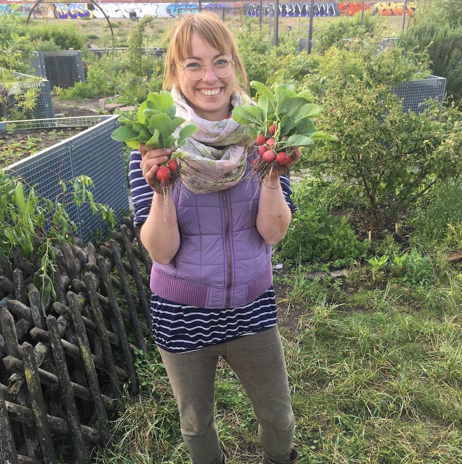  The first radish harvest 