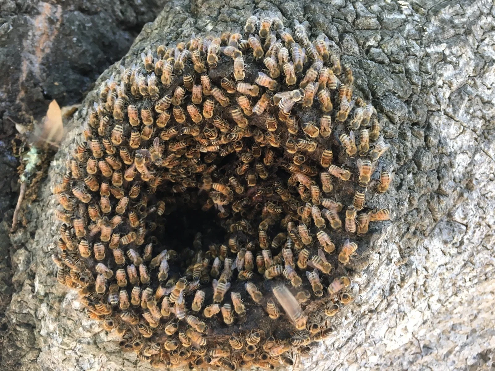 Honey Bees &amp; Hope in the Anthropocene