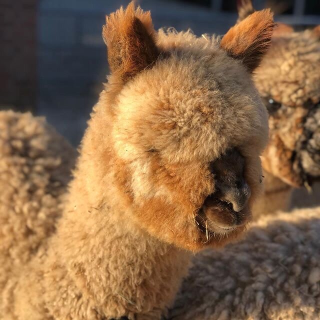 fuzzy friends 🤗@alpacaexperience.nl #nofilter #alpacasofinstagram #alpaca #alpacalove #alpacafarm #thenetherlands #alpacaboerderij #criasarethecutest