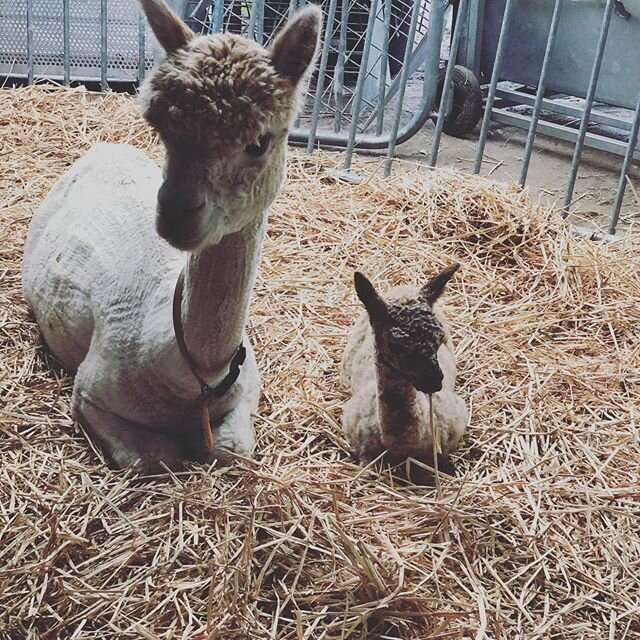 The first cria of the season was born yesterday evening. He was a week early but mommy and youngster are doing well. #criasarethecutest