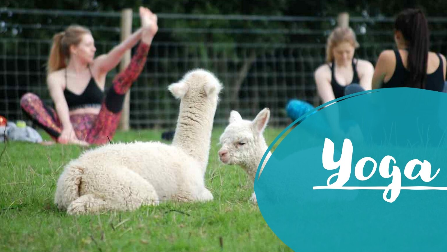 Alpaca Yoga — ALPACA EXPERIENCE