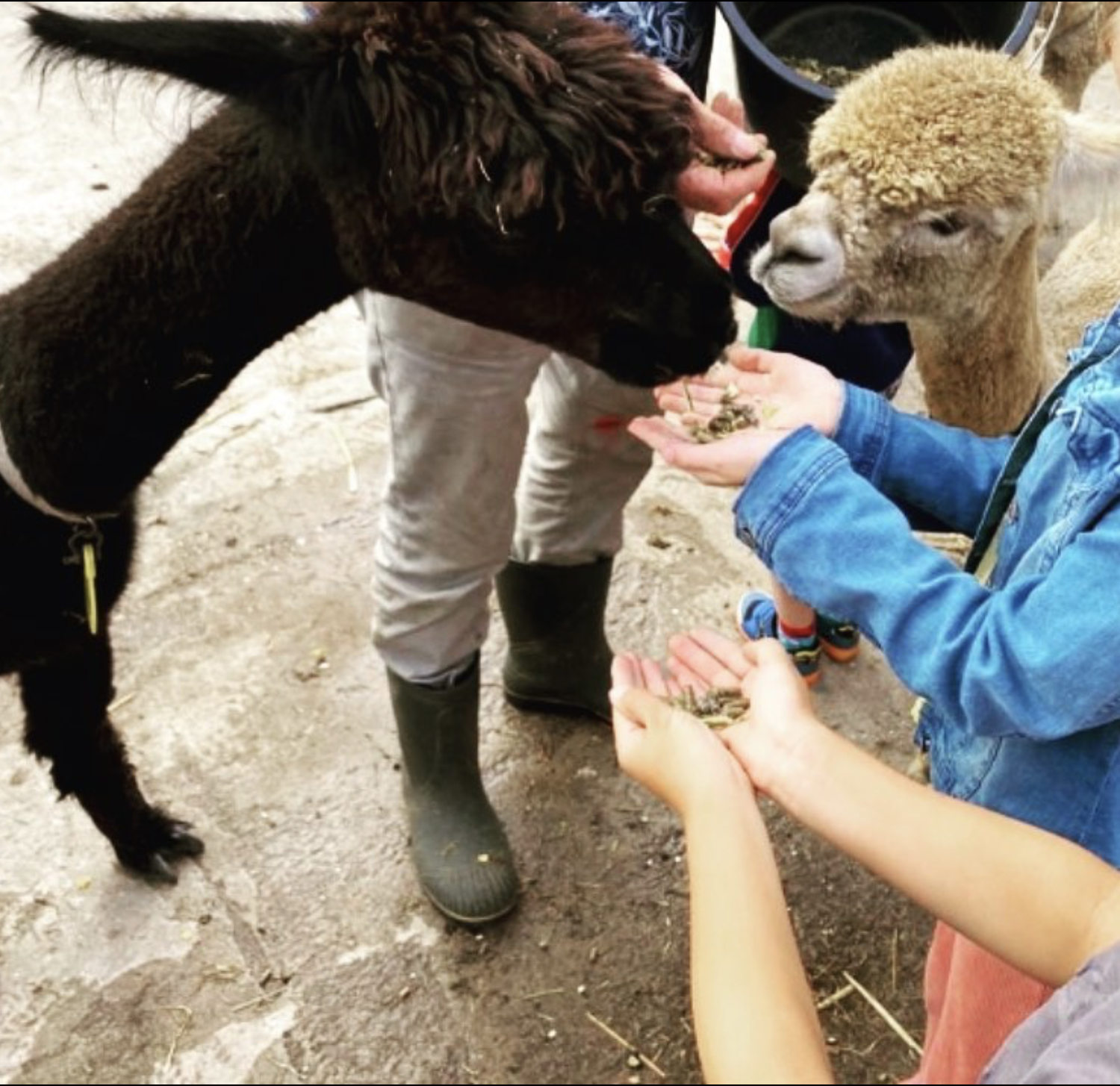 Activity Overview — ALPACA EXPERIENCE