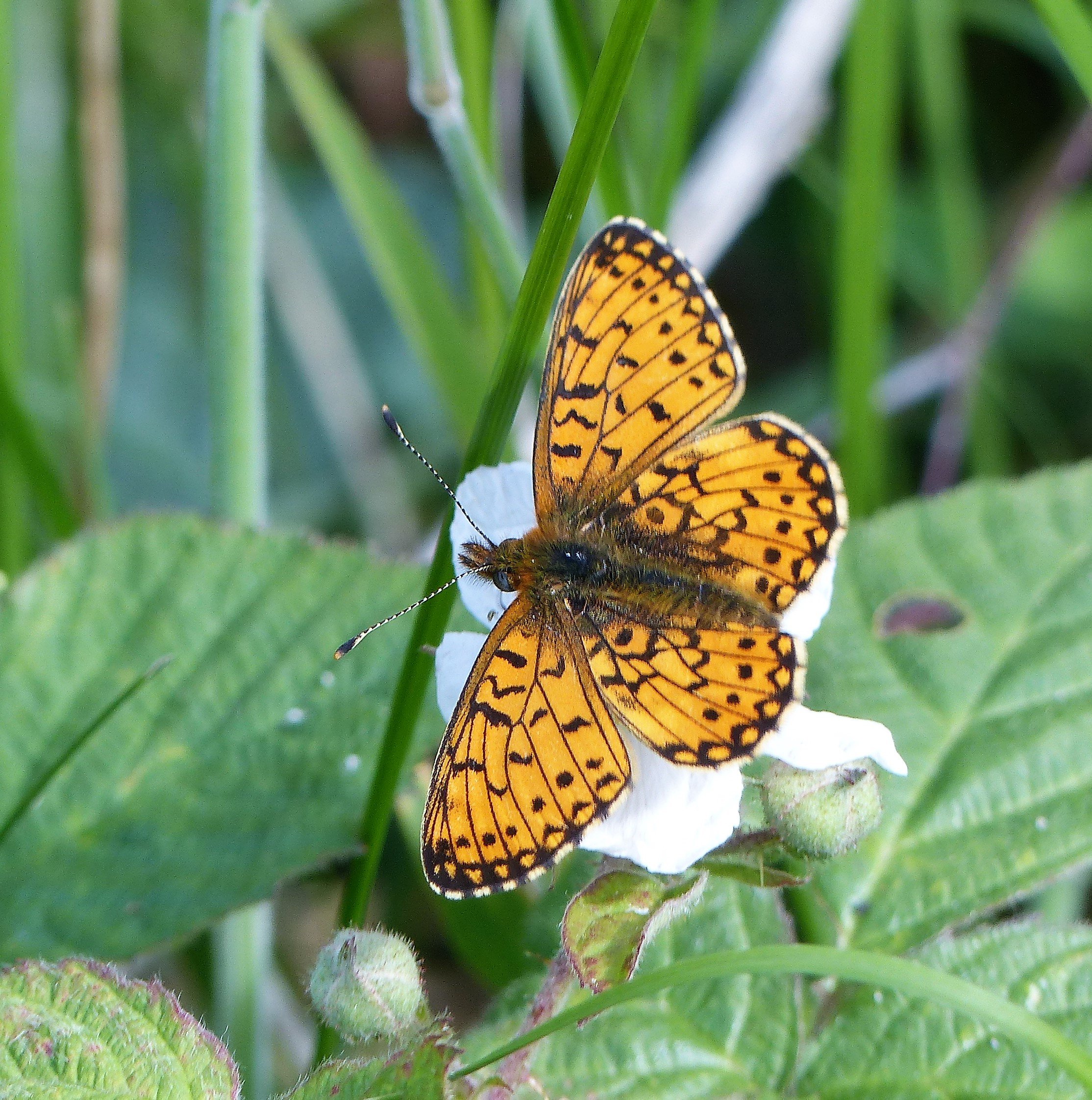 Organisers of Shropshire's first butterfly and moth festival, say help record rare species. Pictured is a Dark Green Fritillary butterfly. Credit Mike Williams .JPG