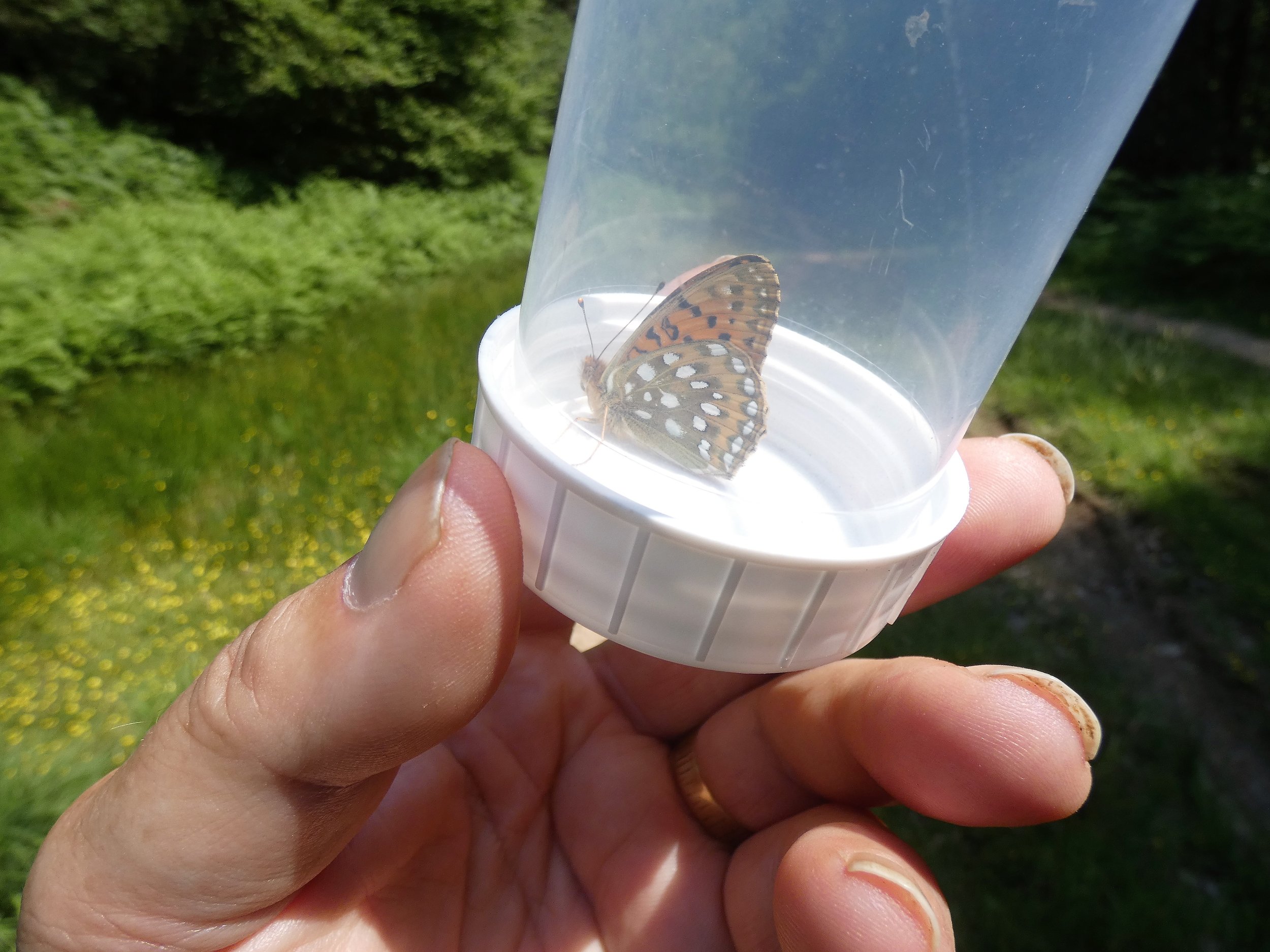 People could help reverse the fortunes of the Small Pearl-bordered Fritillary butterfly by getting involved in citizen science. Credit Mike Williams..JPG