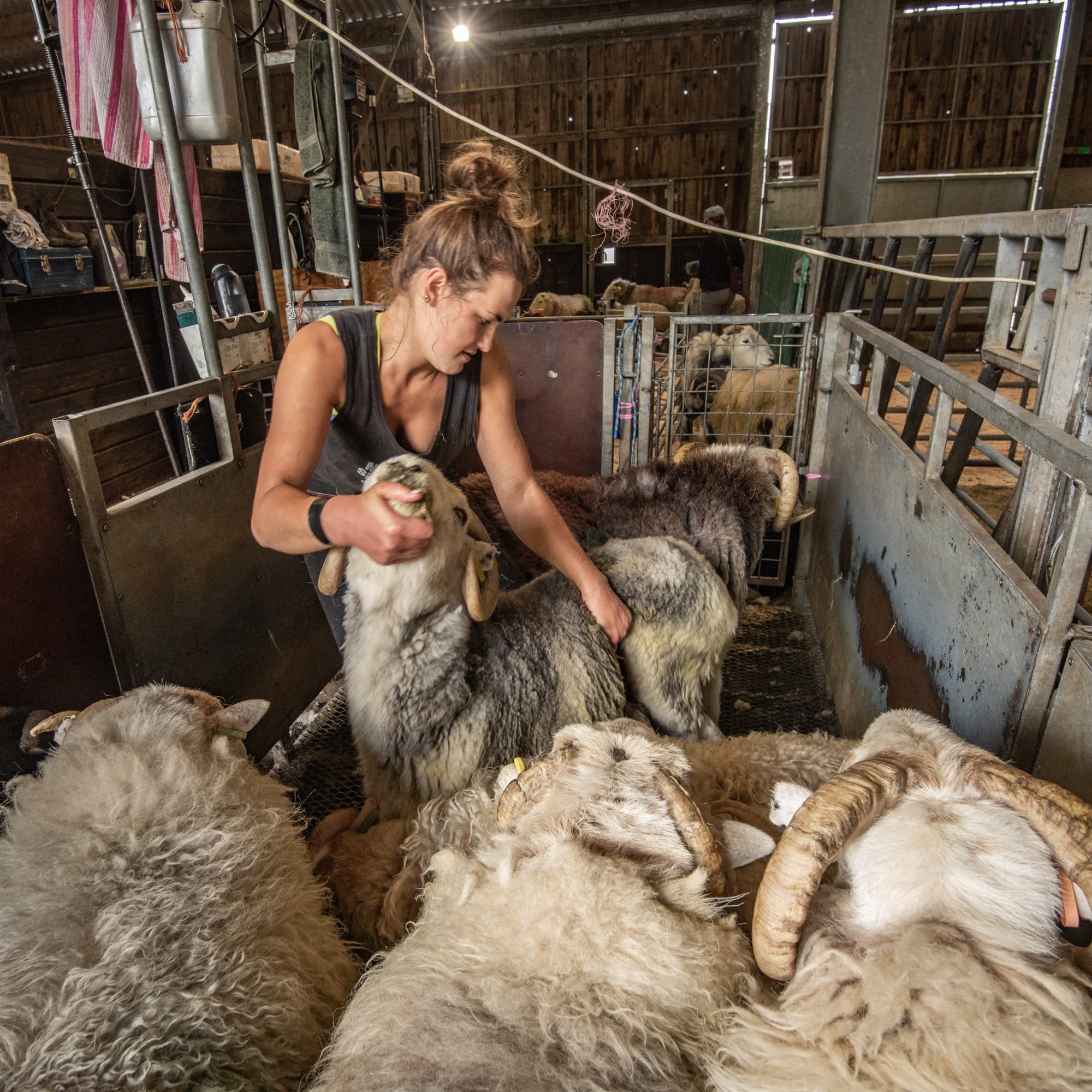 Imogen Ogborne taking a ram out of a group ready to shear it at East Okement Farm June 2022