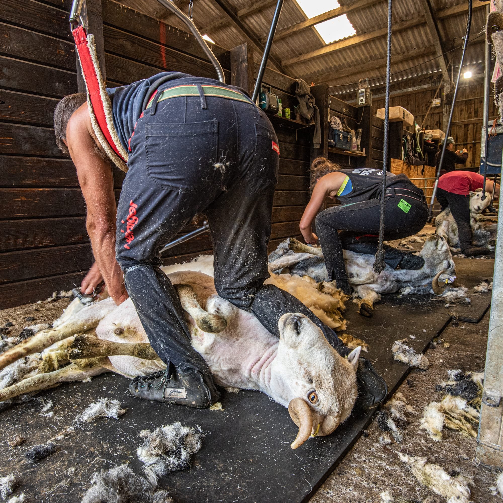 Shearing at East Okement Farm June 2022
