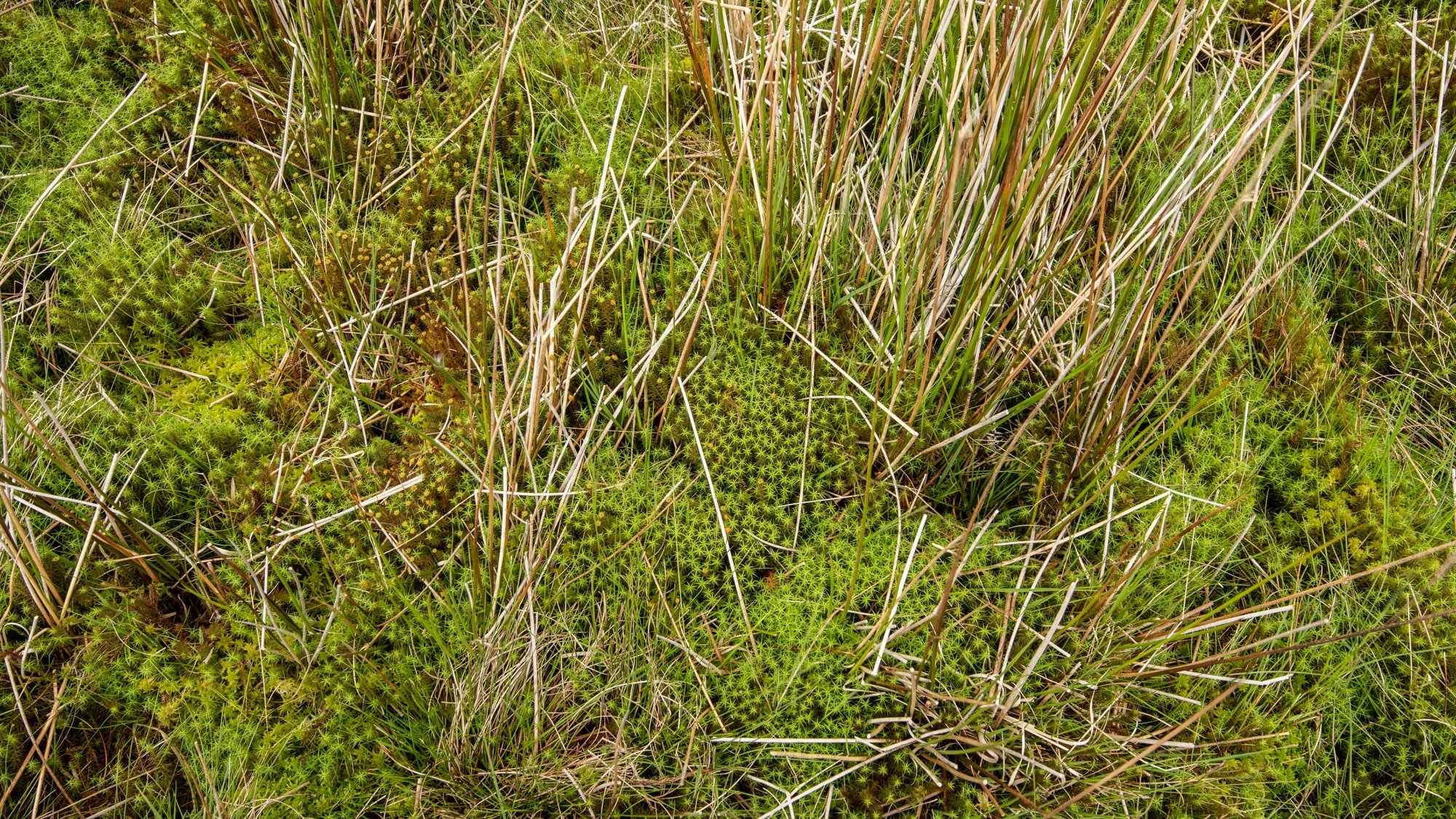 Mosses on Kinniside Common