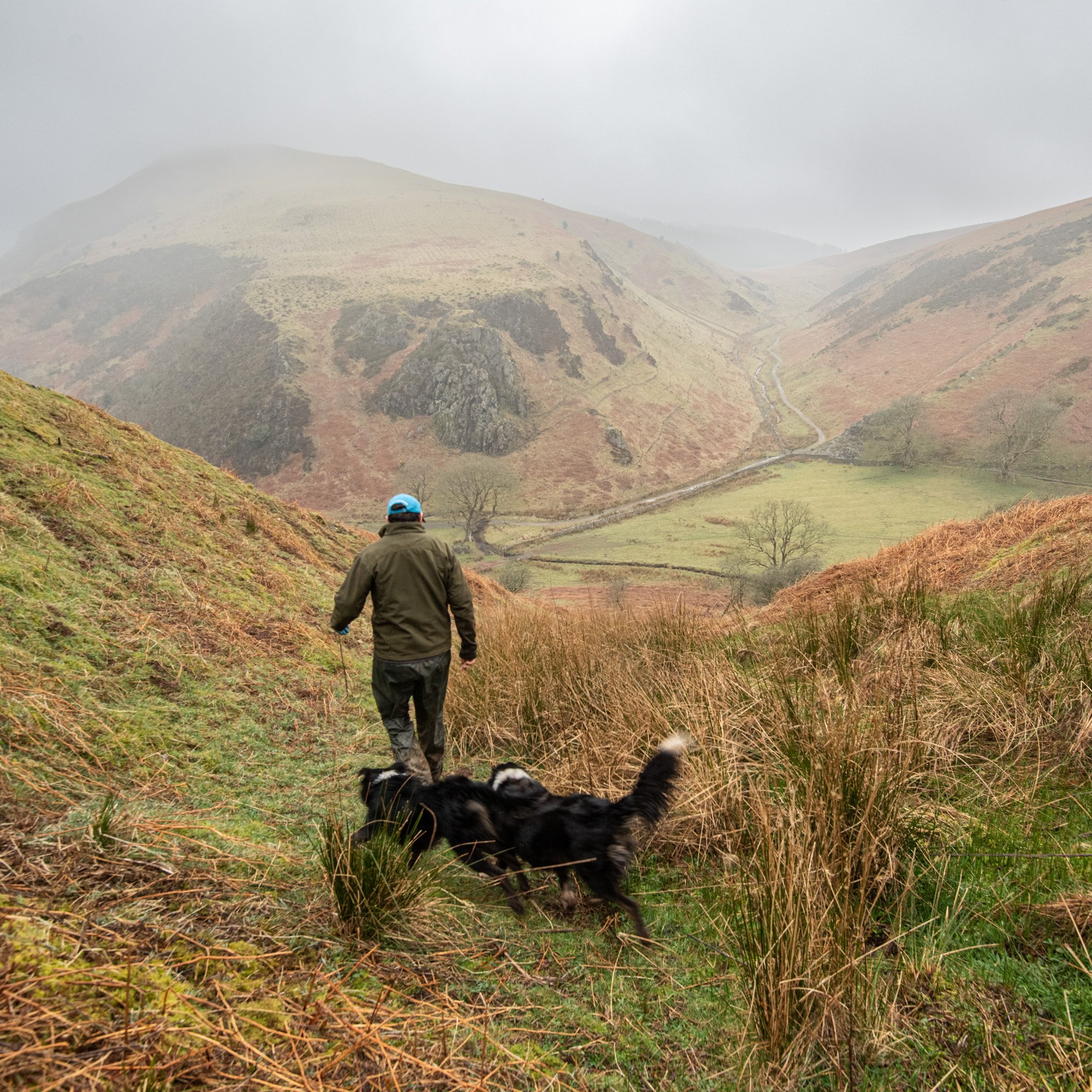 Heading away from the in bye land to bring in few ewes on the opposite fell.jpg