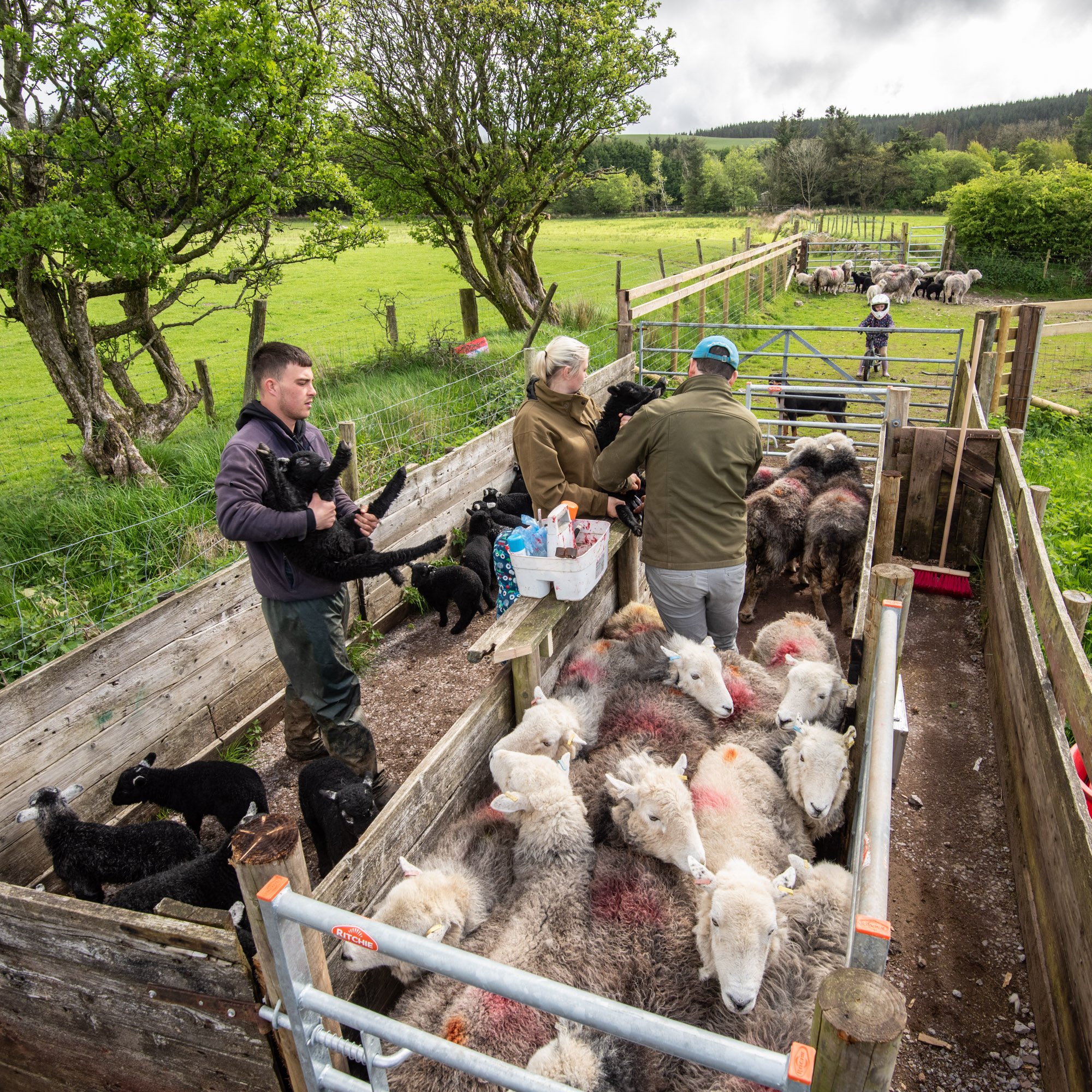Marking up the newly born herdiwck lambs in the in bye pens.jpg
