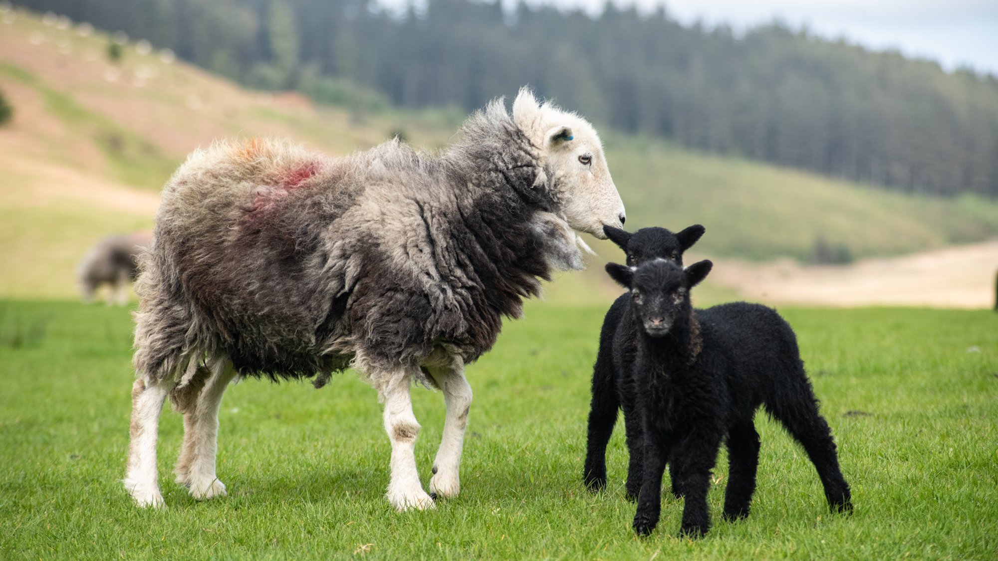 Herdwick ewe and her twin lambs.jpg
