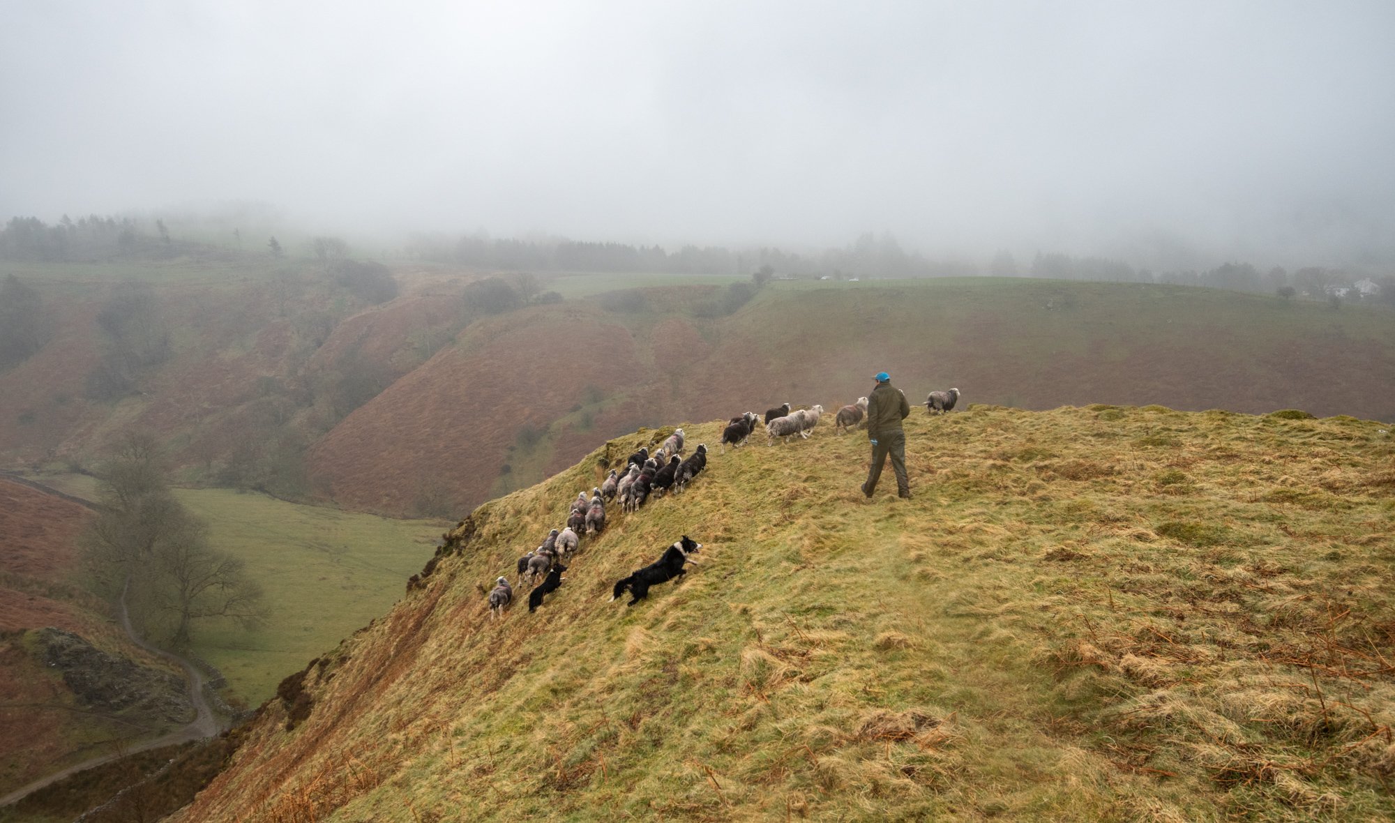 Sam bringing in the ewes to check from a fell on the ege of Kinniside common.jpg