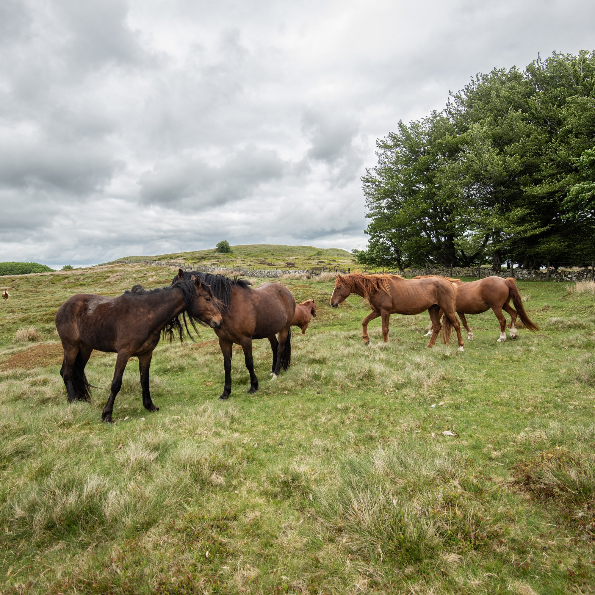 A small herd of fell ponies on the top of Clee Liberty common. These ponies are looked after by John Heighway.jpg